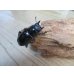 画像4: ☆新成虫☆ギラファノコギリクワガタ（亜種ケイスケ）♂104ミリ♀48ミリペア販売！！ (4)