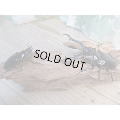 画像5: ☆新成虫☆ギラファノコギリクワガタ(亜種ダイスケ)♂104ミリ♀53ミリペア販売!!