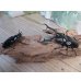 画像5: ☆新成虫☆ギラファノコギリクワガタ（亜種ダイスケ）♂104ミリ♀53ミリペア販売！！ (5)