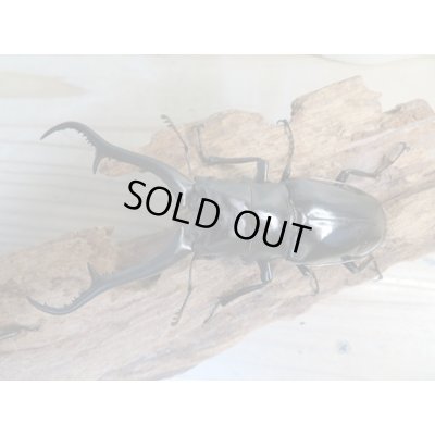 画像2: ☆新成虫☆ギラファノコギリクワガタ(亜種ダイスケ)♂104ミリ♀53ミリペア販売!!