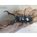 画像2: ☆新成虫☆ギラファノコギリクワガタ（亜種ダイスケ）♂104ミリ♀53ミリペア販売！！ (2)