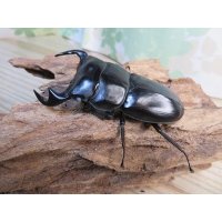 新成虫☆ホワイトアイ☆アンタエウスオオクワガタ♂68ミリ♀40ミリペア販売！！