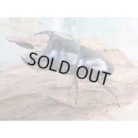 新成虫☆ホワイトアイ☆アンタエウスオオクワガタ♂68ミリ♀40ミリペア販売！！