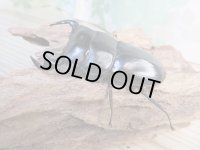 新成虫☆ホワイトアイ☆アンタエウスオオクワガタ♂68ミリ♀40ミリペア販売！！