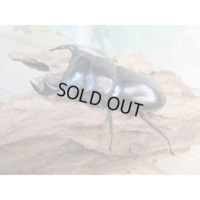 画像1: 新成虫☆ホワイトアイ☆アンタエウスオオクワガタ♂68ミリ♀40ミリペア販売！！