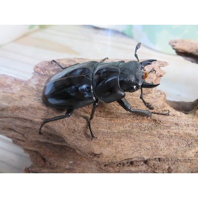 画像4: ☆大型新成虫☆ギラファノコギリクワガタ（亜種ニシカワイ）♂97ミリ♀50ミリペア販売！！