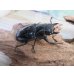 画像4: ☆大型新成虫☆ギラファノコギリクワガタ（亜種ニシカワイ）♂97ミリ♀50ミリペア販売！！ (4)