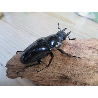 画像4: ☆新成虫☆ギラファノコギリクワガタ（亜種ダイスケ）♂104ミリ♀53ミリペア販売！！