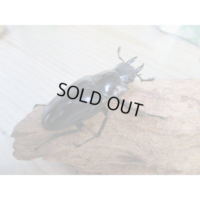 画像4: ☆新成虫☆ギラファノコギリクワガタ(亜種ダイスケ)♂104ミリ♀53ミリペア販売!!