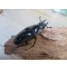 画像4: ☆新成虫☆ギラファノコギリクワガタ（亜種ダイスケ）♂104ミリ♀53ミリペア販売！！ (4)