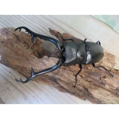 画像2: ☆新成虫☆ギラファノコギリクワガタ（亜種ケイスケ）♂104ミリ♀48ミリペア販売！！