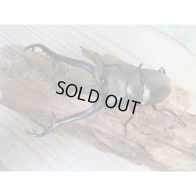画像2: ☆新成虫☆ギラファノコギリクワガタ(亜種ケイスケ)♂104ミリ♀48ミリペア販売!!