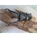 画像2: ☆新成虫☆ギラファノコギリクワガタ（亜種ケイスケ）♂104ミリ♀48ミリペア販売！！ (2)