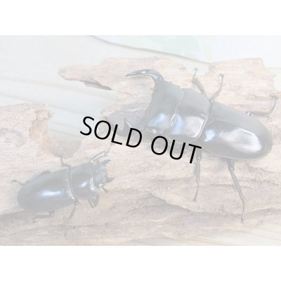 画像5: 新成虫☆ホワイトアイ☆アンタエウスオオクワガタ♂68ミリ♀40ミリペア販売！！