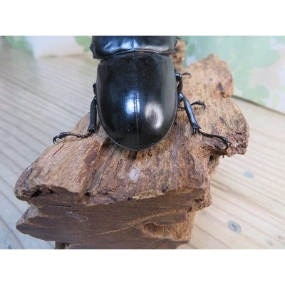 画像3: ☆即ブリ☆アンタエウスオオクワガタ(インドアンテ）♂84ミリ♀48ミリペア販売！！