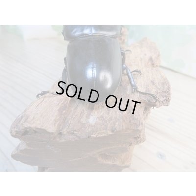 画像3: ☆即ブリ☆アンタエウスオオクワガタ(インドアンテ)♂84ミリ♀48ミリペア販売!!