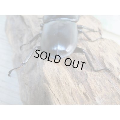 画像3: 新成虫☆ホワイトアイ☆アンタエウスオオクワガタ♂68ミリ♀40ミリペア販売！！