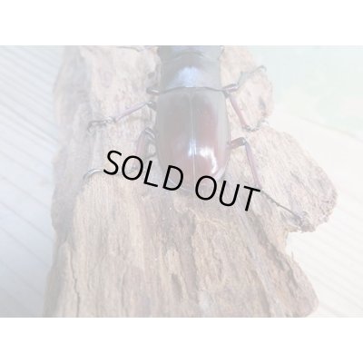 画像3: ☆新成虫☆メルキオリティスフタマタクワガタ♂74ミリ♀フリーサイズペア販売!!