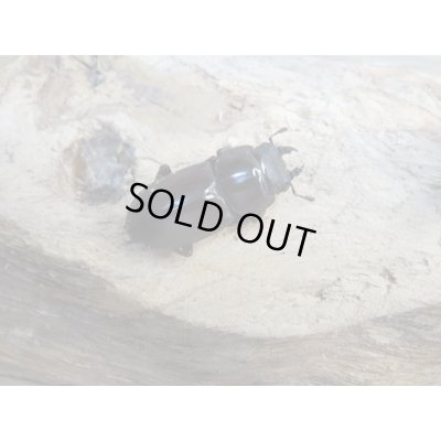 画像4: 新成虫☆WF1☆モンパオオクワ(ドルクスモンパ)♂32ミリ♀25ミリペア販売!!