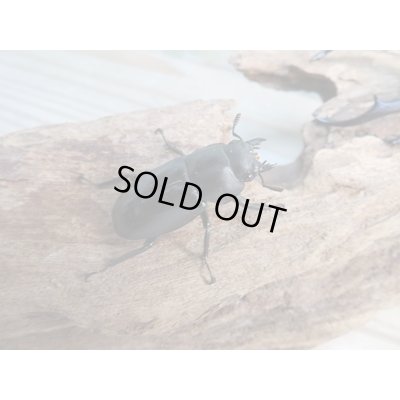 画像4: ☆新成虫☆メルキオリティスフタマタクワガタ♂74ミリ♀フリーサイズペア販売!!