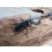 画像4: ☆新成虫☆メルキオリティスフタマタクワガタ♂74ミリ♀フリーサイズペア販売！！ (4)