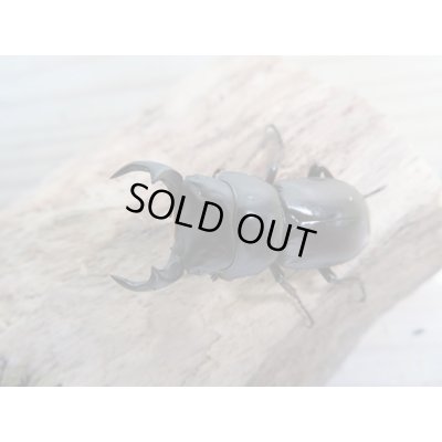 画像2: 新成虫☆WF1☆モンパオオクワ(ドルクスモンパ)♂32ミリ♀25ミリペア販売!!