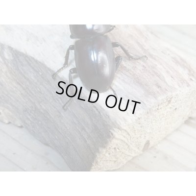 画像3: 新成虫☆WF1☆モンパオオクワ(ドルクスモンパ)♂32ミリ♀25ミリペア販売!!