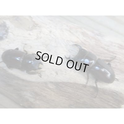 画像5: 新成虫☆WF1☆モンパオオクワ(ドルクスモンパ)♂32ミリ♀25ミリペア販売!!