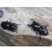 画像5: 新成虫☆WF1☆モンパオオクワ（ドルクスモンパ）♂32ミリ♀25ミリペア販売！！ (5)