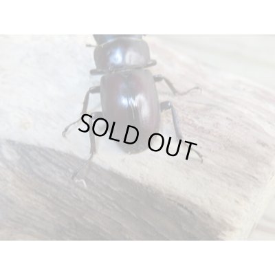 画像3: 新成虫☆WF1☆モンパオオクワ(ドルクスモンパ)♂33ミリ♀27ミリペア販売!!