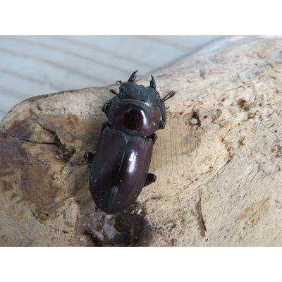 画像4: 新成虫☆WF1☆モンパオオクワ（ドルクスモンパ）♂33ミリ♀27ミリペア販売！！