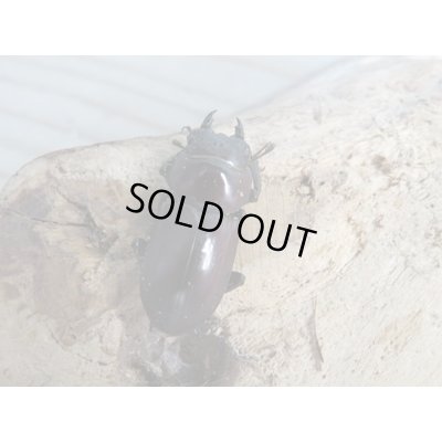 画像4: 新成虫☆WF1☆モンパオオクワ(ドルクスモンパ)♂33ミリ♀27ミリペア販売!!