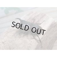 新成虫☆WF1☆モンパオオクワ（ドルクスモンパ）♂33ミリ♀27ミリペア販売！！