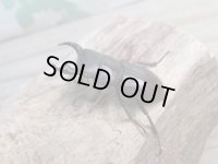 新成虫☆WF1☆モンパオオクワ（ドルクスモンパ）♂33ミリ♀27ミリペア販売！！