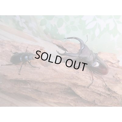 画像5: ☆新成虫☆メルキオリティスフタマタクワガタ♂74ミリ♀フリーサイズペア販売!!