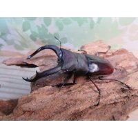 ☆新成虫☆メルキオリティスフタマタクワガタ♂74ミリ♀フリーサイズペア販売！！