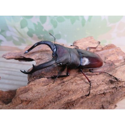 画像1: ☆新成虫☆メルキオリティスフタマタクワガタ♂74ミリ♀フリーサイズペア販売！！