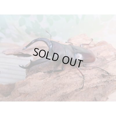 画像1: ☆新成虫☆メルキオリティスフタマタクワガタ♂74ミリ♀フリーサイズペア販売!!