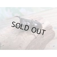 新成虫☆WF1☆モンパオオクワ（ドルクスモンパ）♂32ミリ♀25ミリペア販売！！