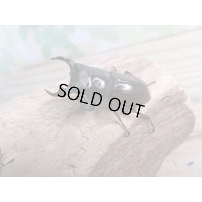 画像1: 新成虫☆WF1☆モンパオオクワ(ドルクスモンパ)♂32ミリ♀25ミリペア販売!!