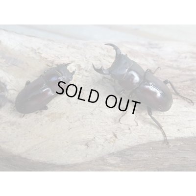 画像5: 新成虫☆WF1☆モンパオオクワ(ドルクスモンパ)♂33ミリ♀27ミリペア販売!!