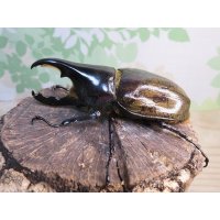 ☆新成虫☆D.H.レイディ♂82ミリ♀60ミリペア販売！！