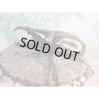 ☆新成虫☆D.H.レイディ♂82ミリ♀60ミリペア販売！！