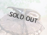 ☆新成虫☆D.H.レイディ♂82ミリ♀60ミリペア販売！！