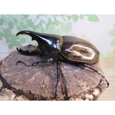 画像1: ☆新成虫☆D.H.レイディ♂82ミリ♀60ミリペア販売！！