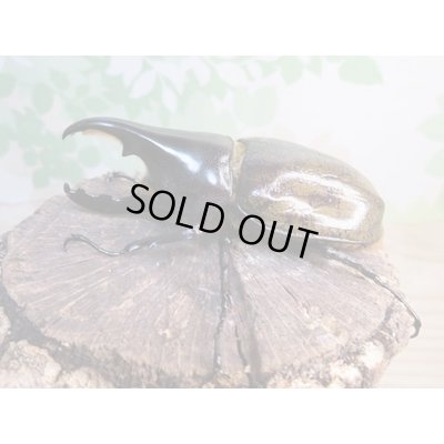 画像1: ☆新成虫☆D.H.レイディ♂82ミリ♀60ミリペア販売！！