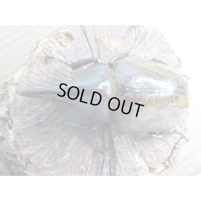 画像2: ☆新成虫☆D.H.レイディ♂82ミリ♀60ミリペア販売！！