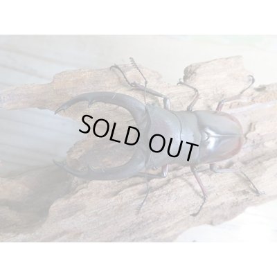 画像2: ☆新成虫☆メルキオリティスフタマタクワガタ♂74ミリ♀フリーサイズペア販売!!