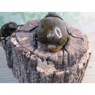 画像3: ☆新成虫☆D.H.レイディ♂82ミリ♀60ミリペア販売！！