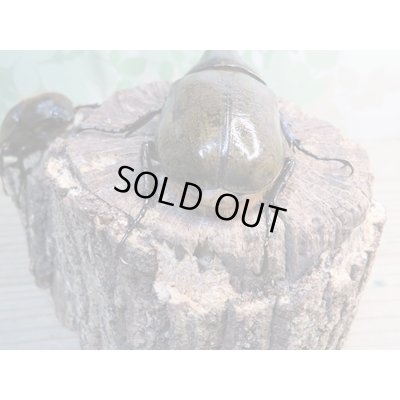 画像3: ☆新成虫☆D.H.レイディ♂82ミリ♀60ミリペア販売！！